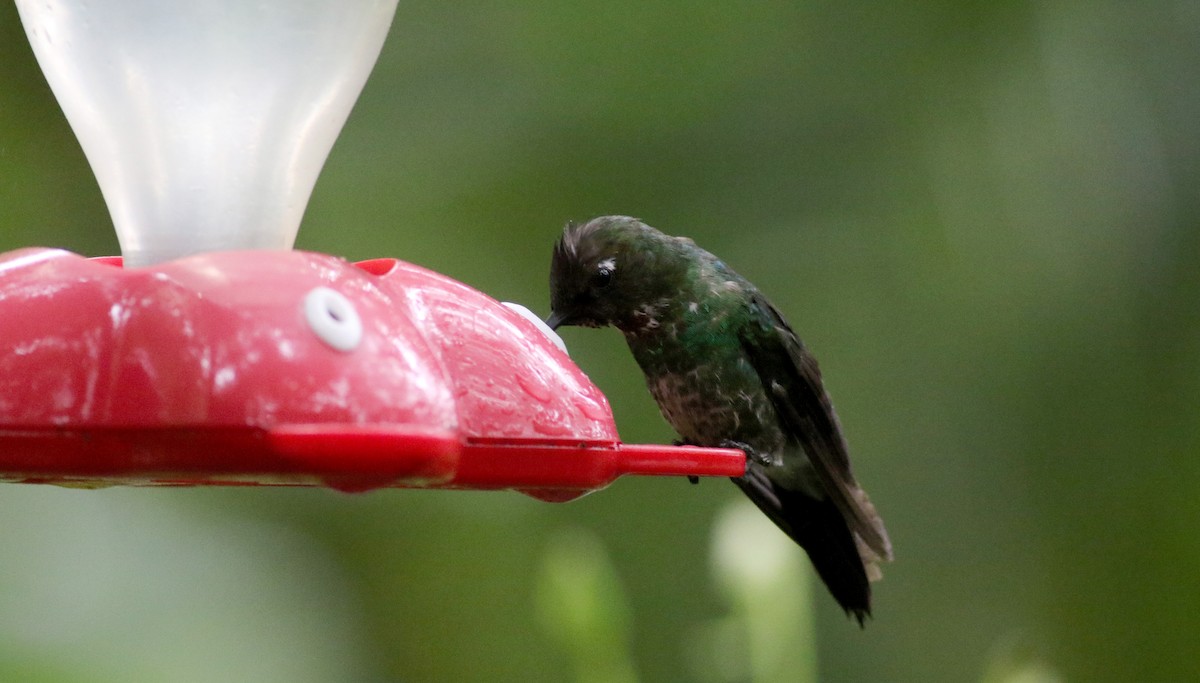 White-bellied Woodstar - ML25872061