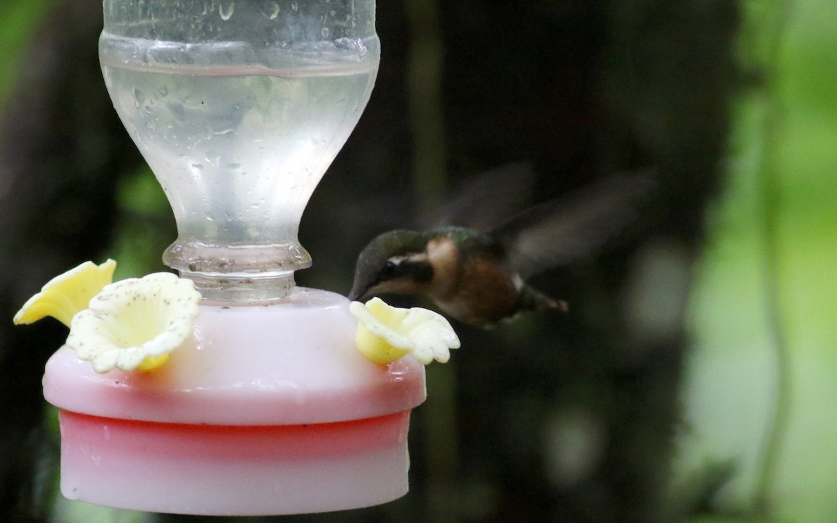 Colibrí de Mulsant - ML25872121