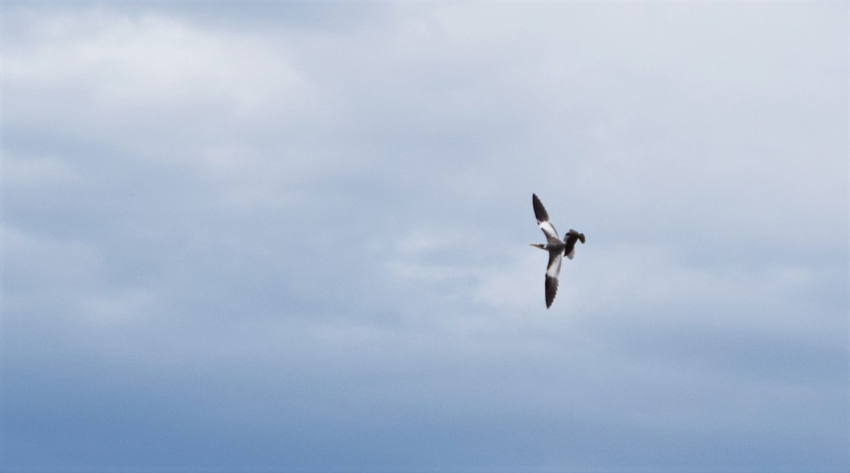 Large-billed Tern - Isis Ibáñez