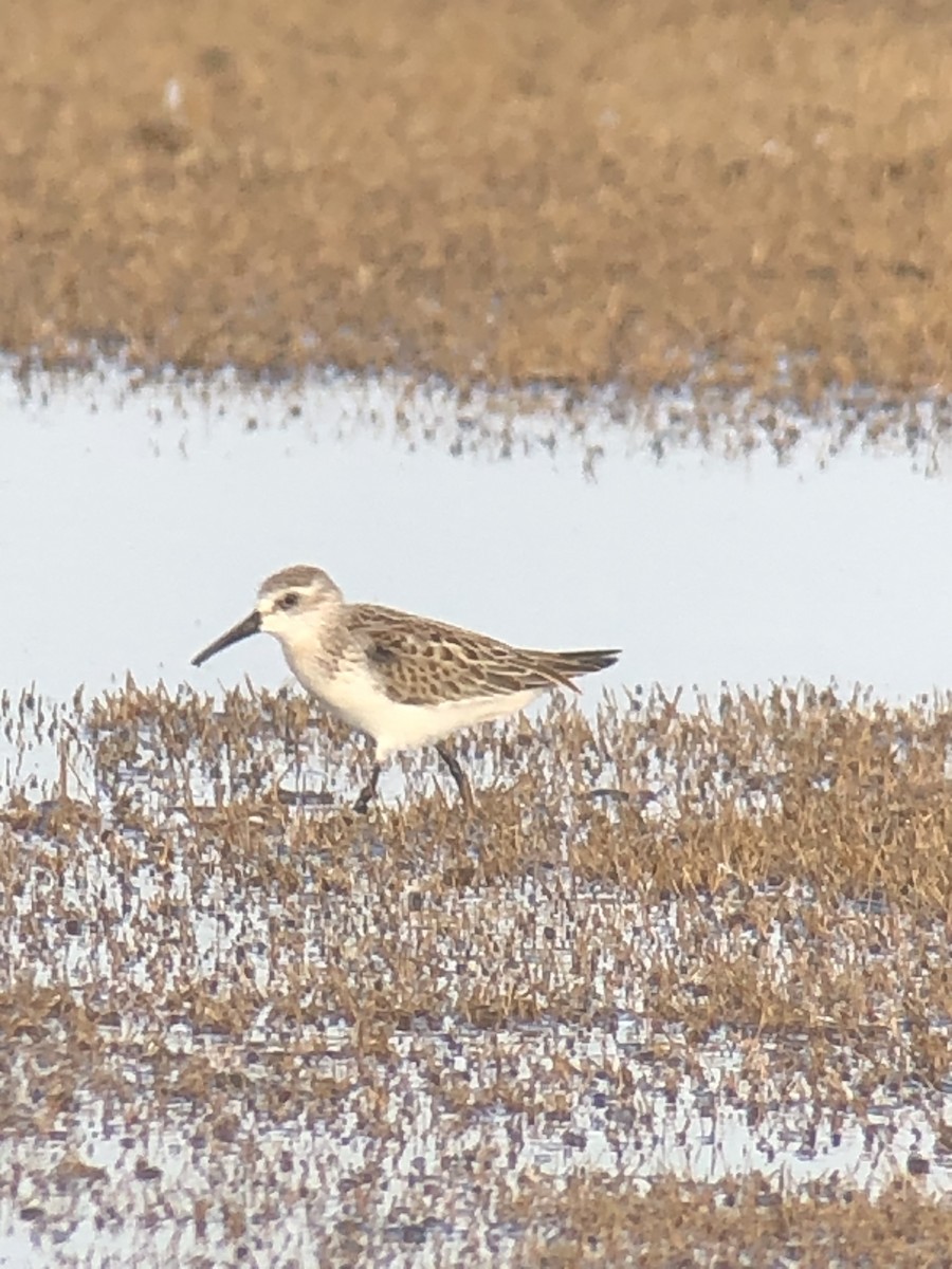 Western Sandpiper - ML258721541