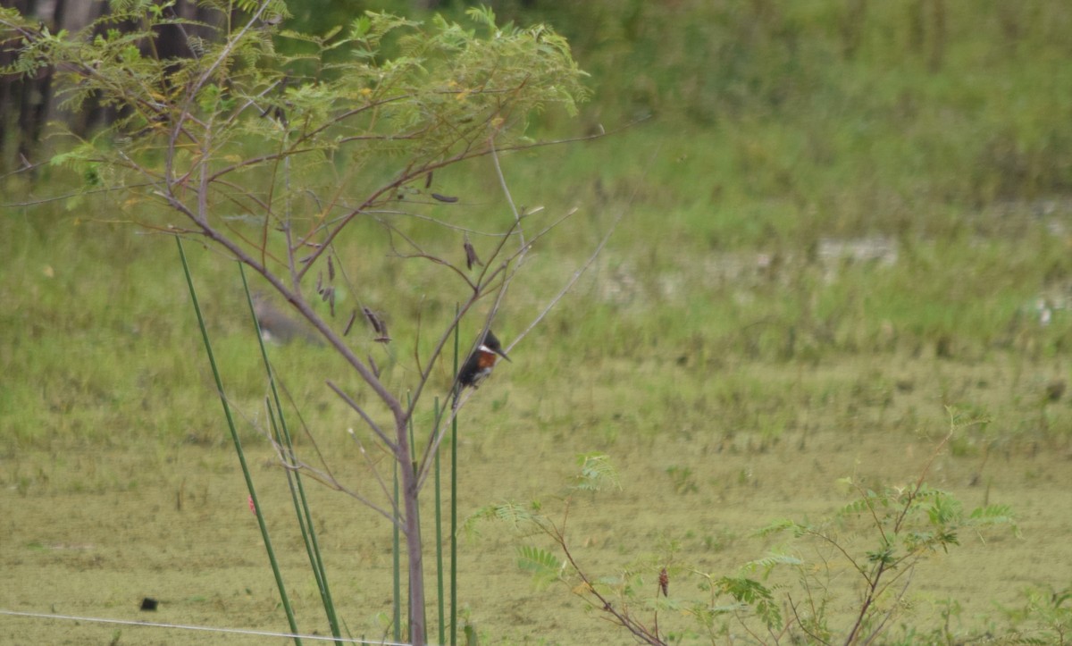 Green Kingfisher - ML258721721