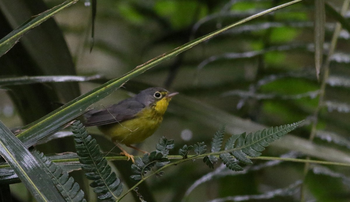 Canada Warbler - ML25872231