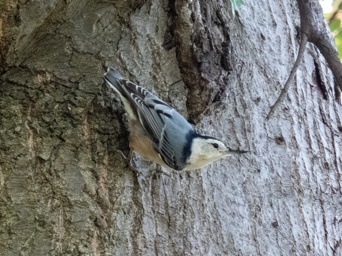 White-breasted Nuthatch - ML258722541