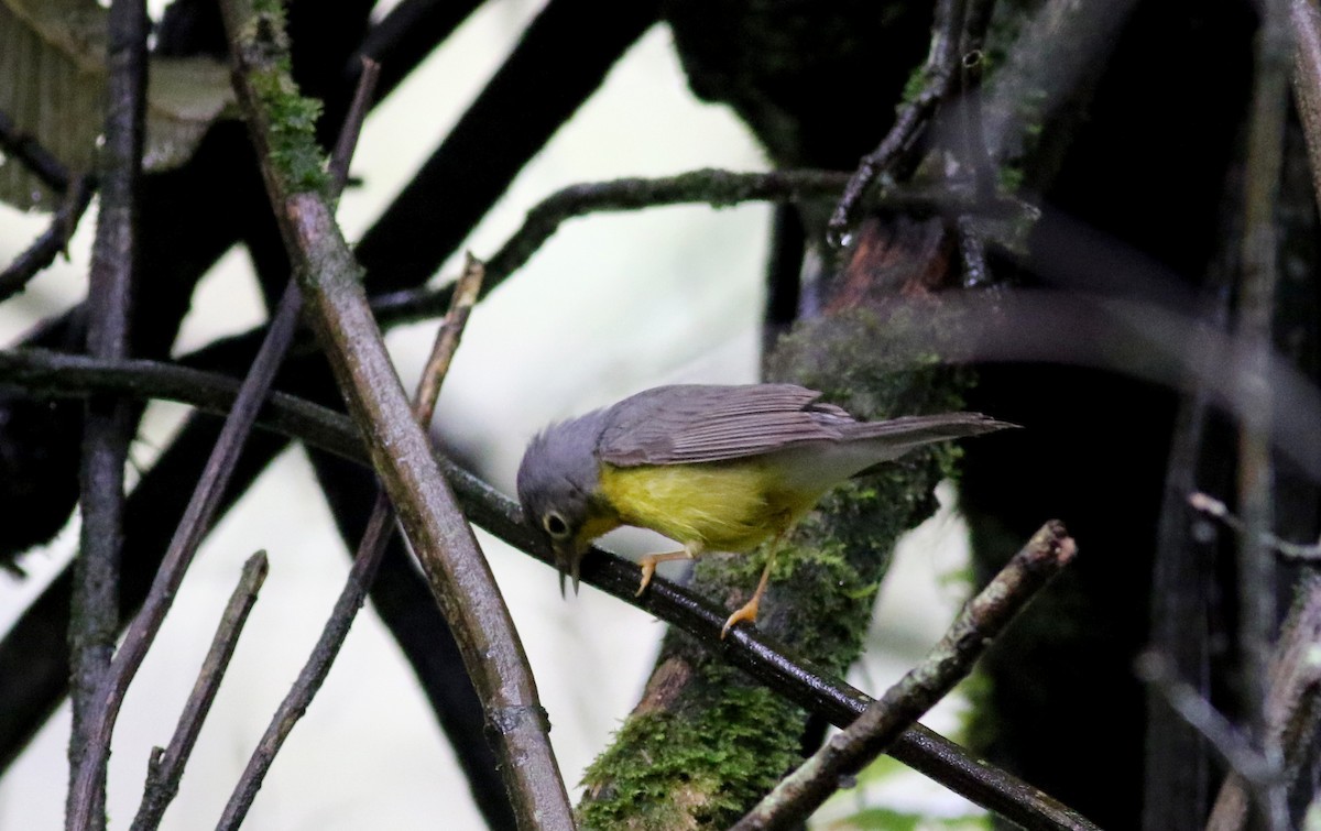 Canada Warbler - ML25872281