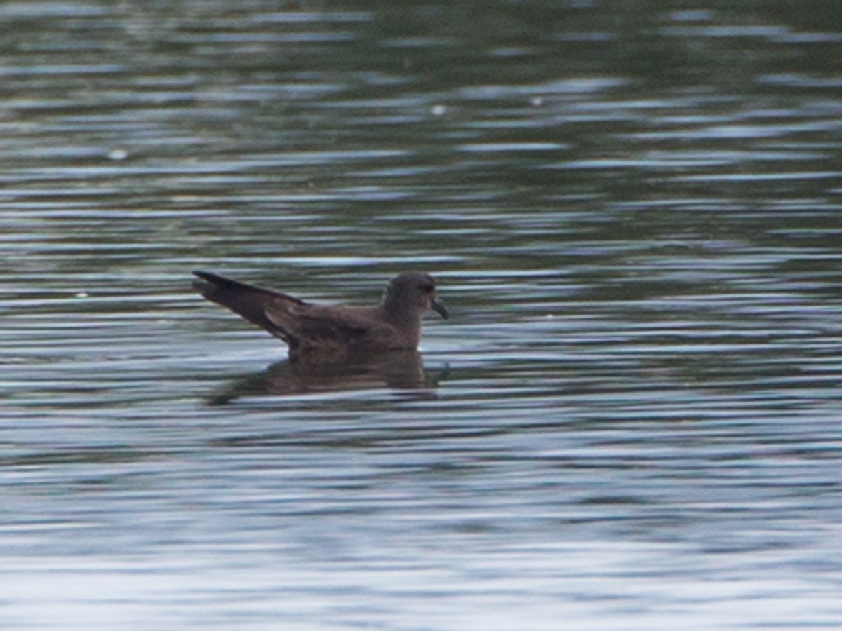 Band-rumped Storm-Petrel - Linda Williams