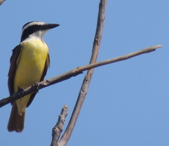 Great Kiskadee - ML25872401