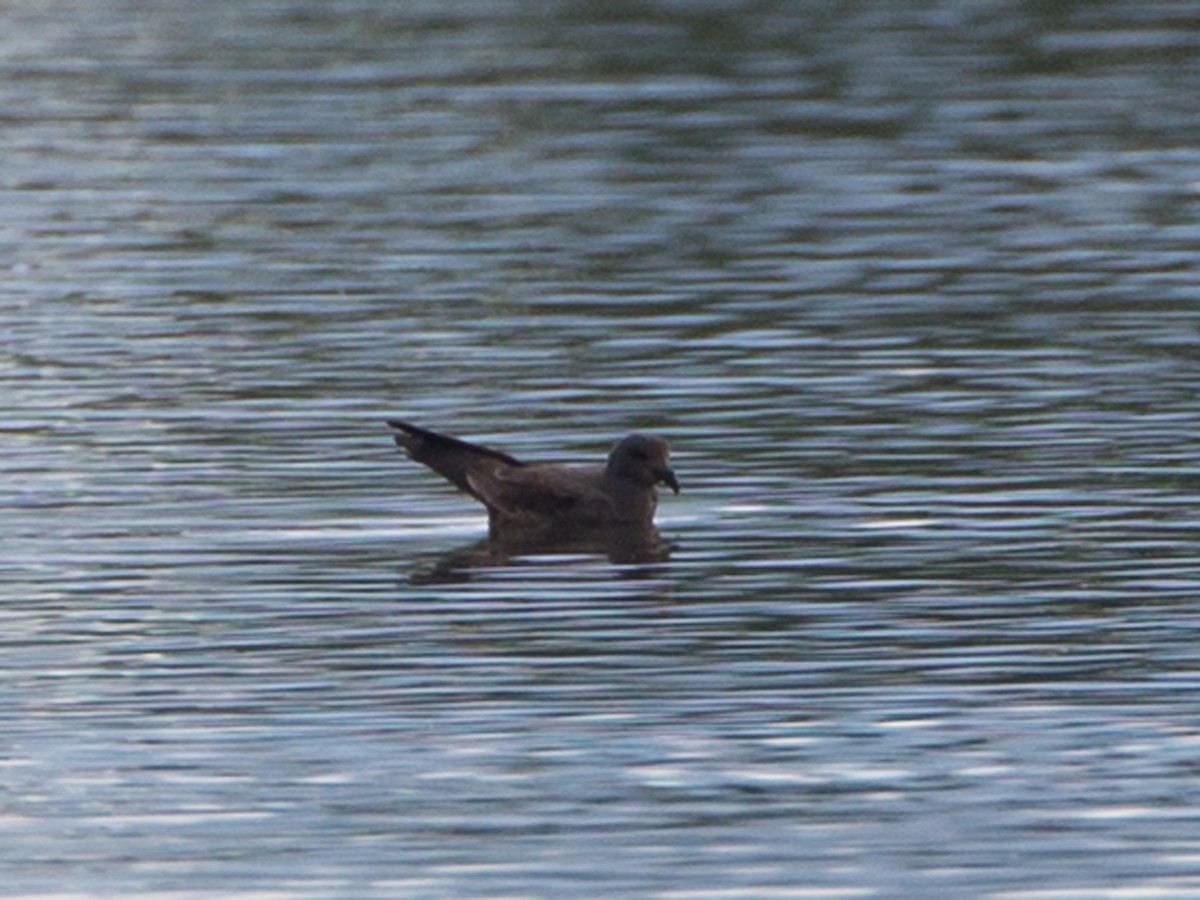 Band-rumped Storm-Petrel - ML258724141