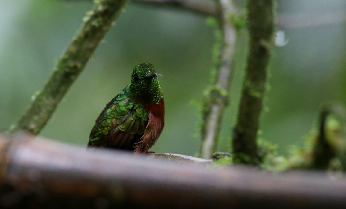 Chestnut-breasted Coronet - Jay McGowan