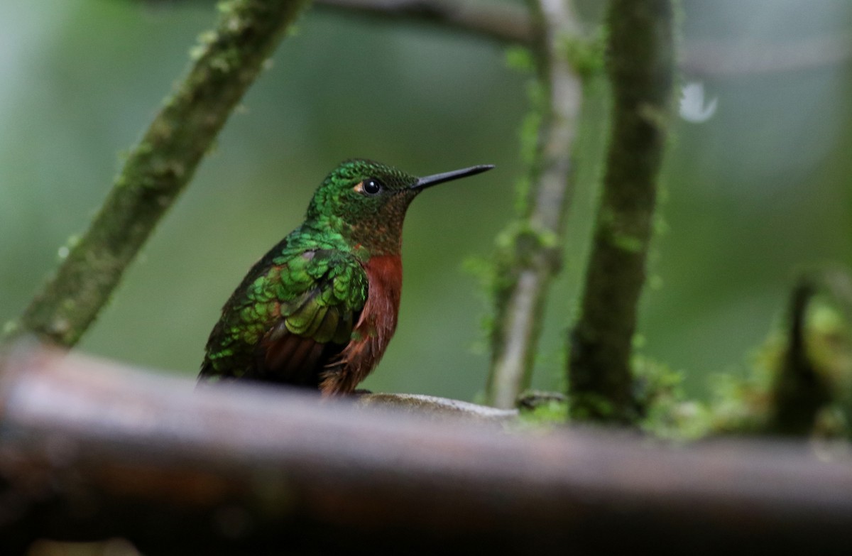 Chestnut-breasted Coronet - ML25872431