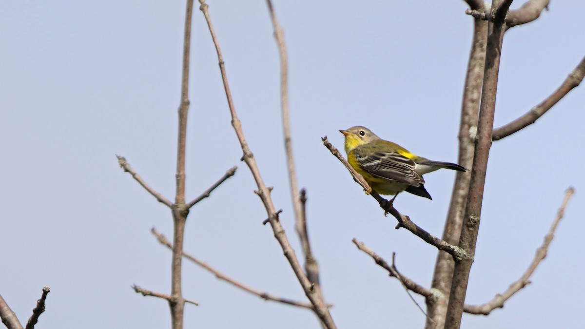 Magnolia Warbler - ML258726351