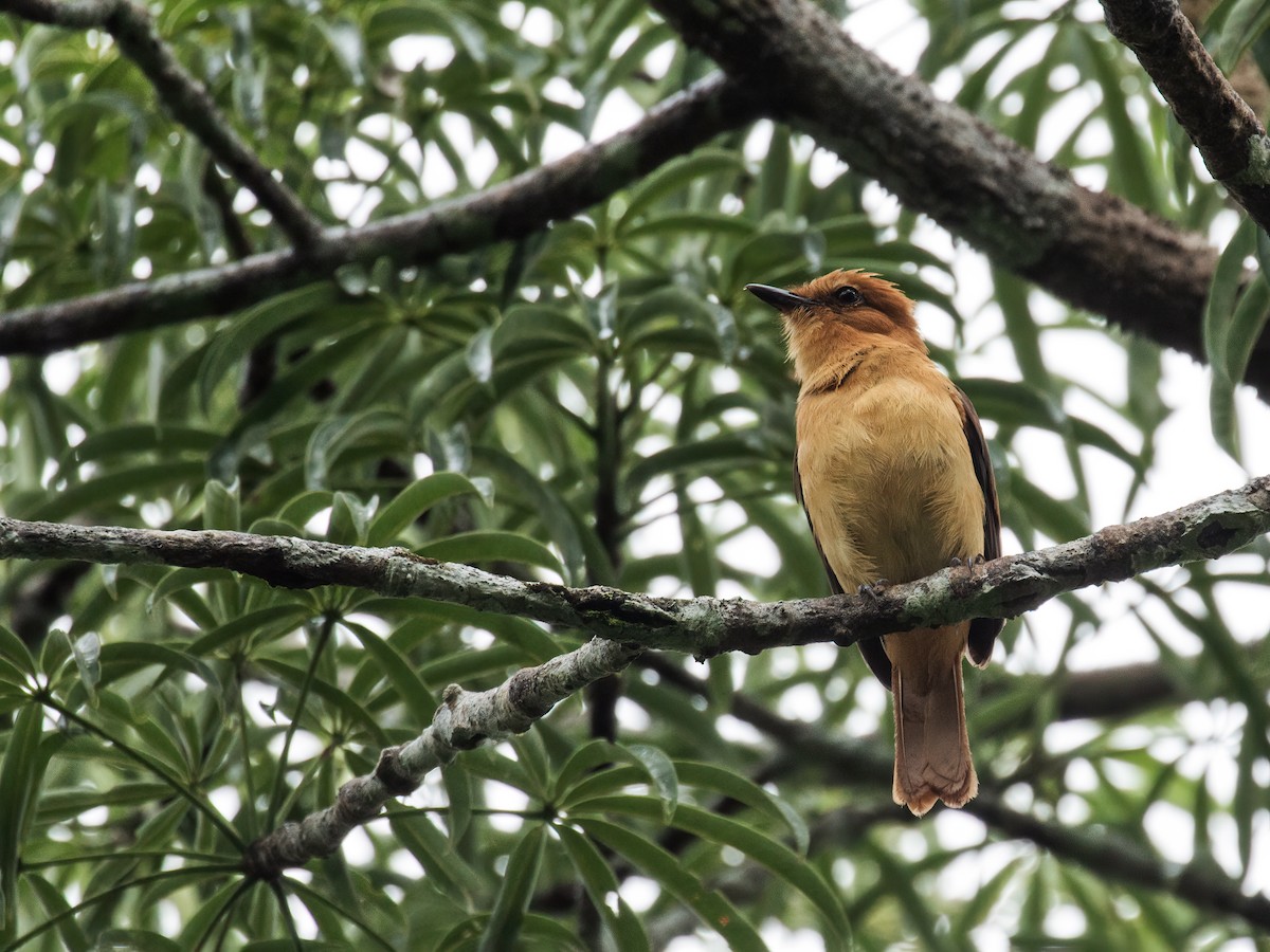 Gelbbürzel-Attilatyrann (spadiceus/uropygiatus) - ML258726951