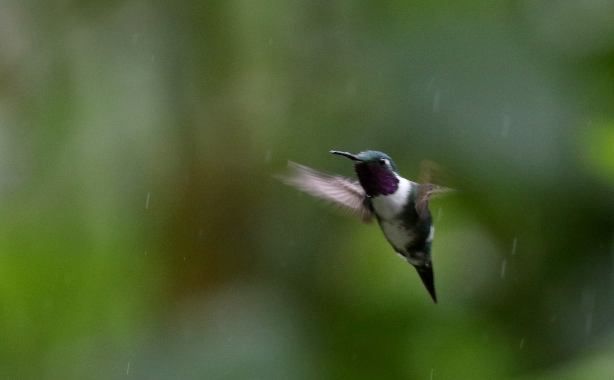 White-bellied Woodstar - ML25872801