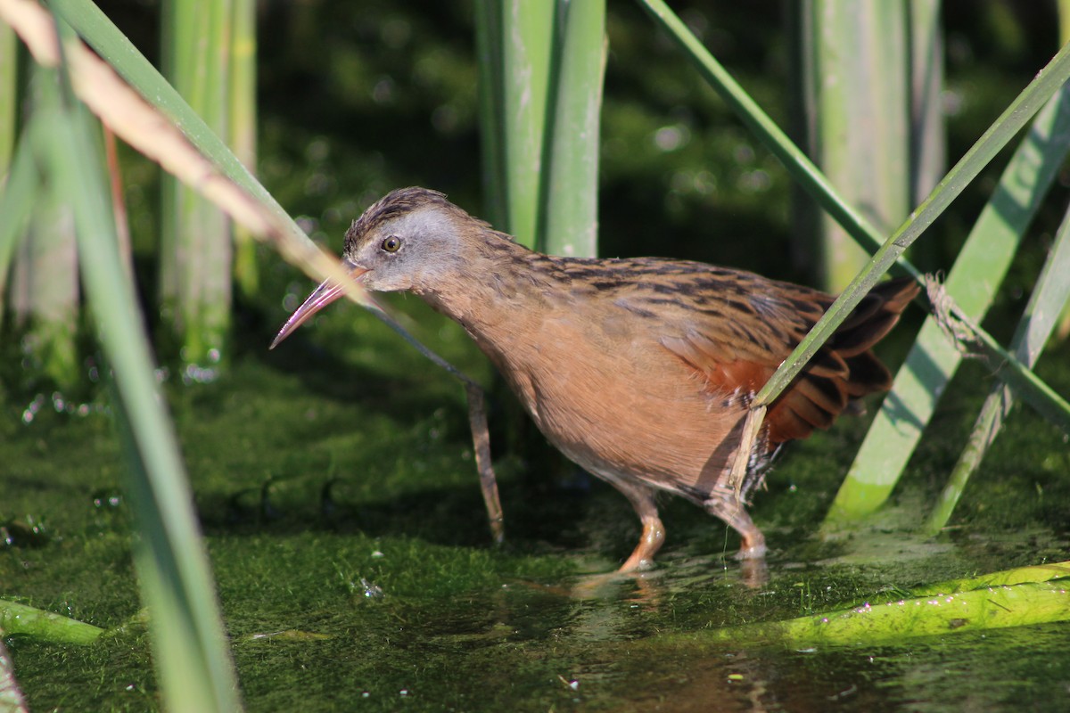 Virginia Rail - ML258728871