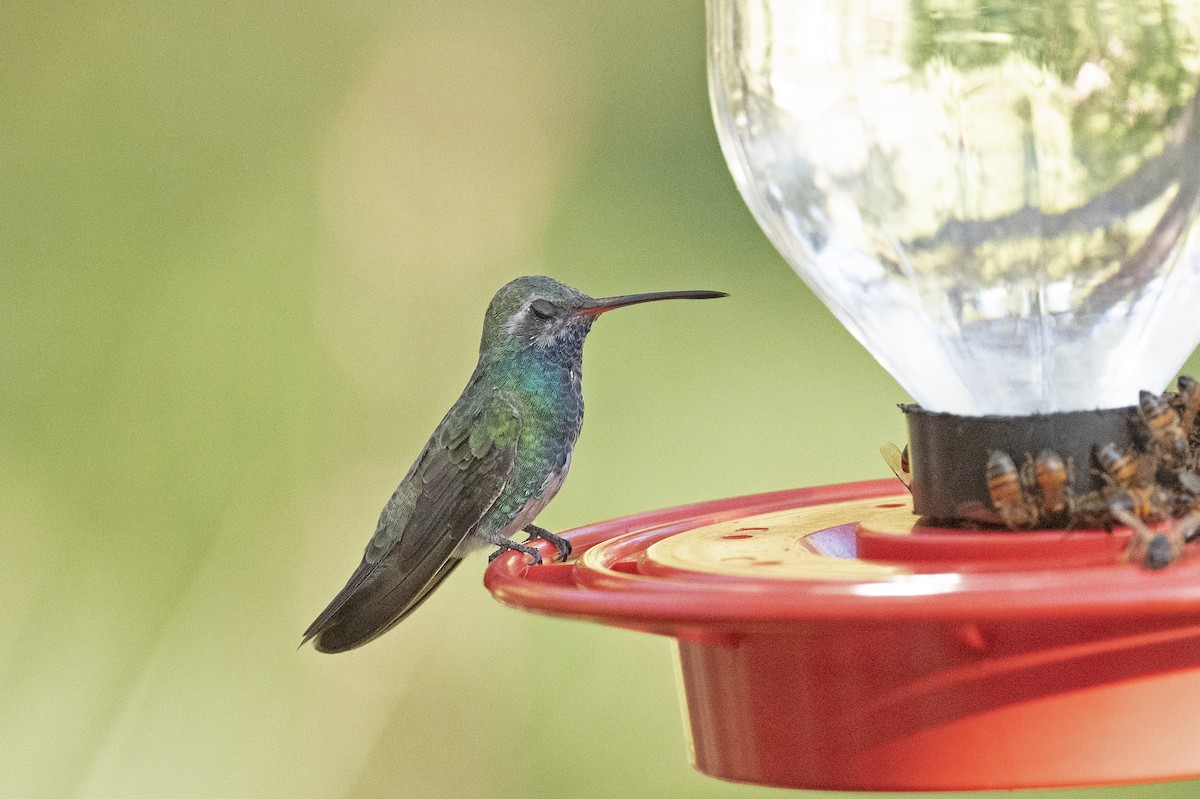 Colibrí Piquiancho Común - ML258728931