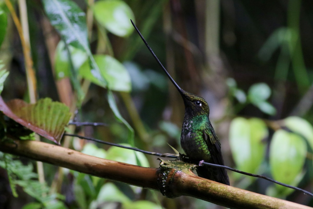 Sword-billed Hummingbird - Jay McGowan