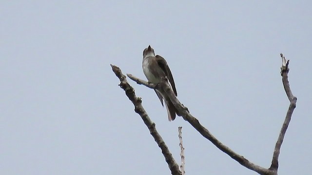 Olive-sided Flycatcher - ML258731241