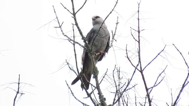 Mississippi Kite - ML258731361