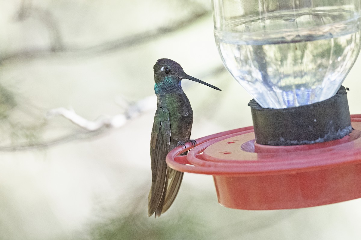 Rivoli's Hummingbird - Susan Earnest