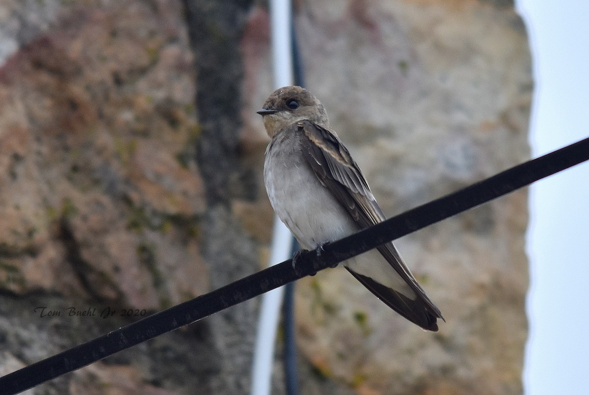 Northern Rough-winged Swallow - ML258732401