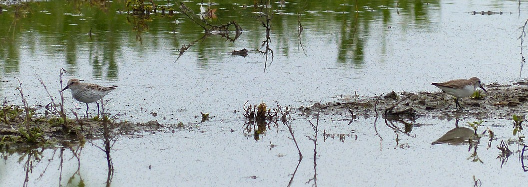 Western Sandpiper - Gena Zolotar