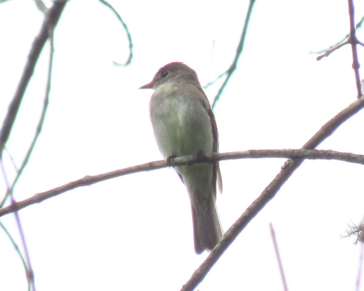 Eastern Wood-Pewee - ML258733371