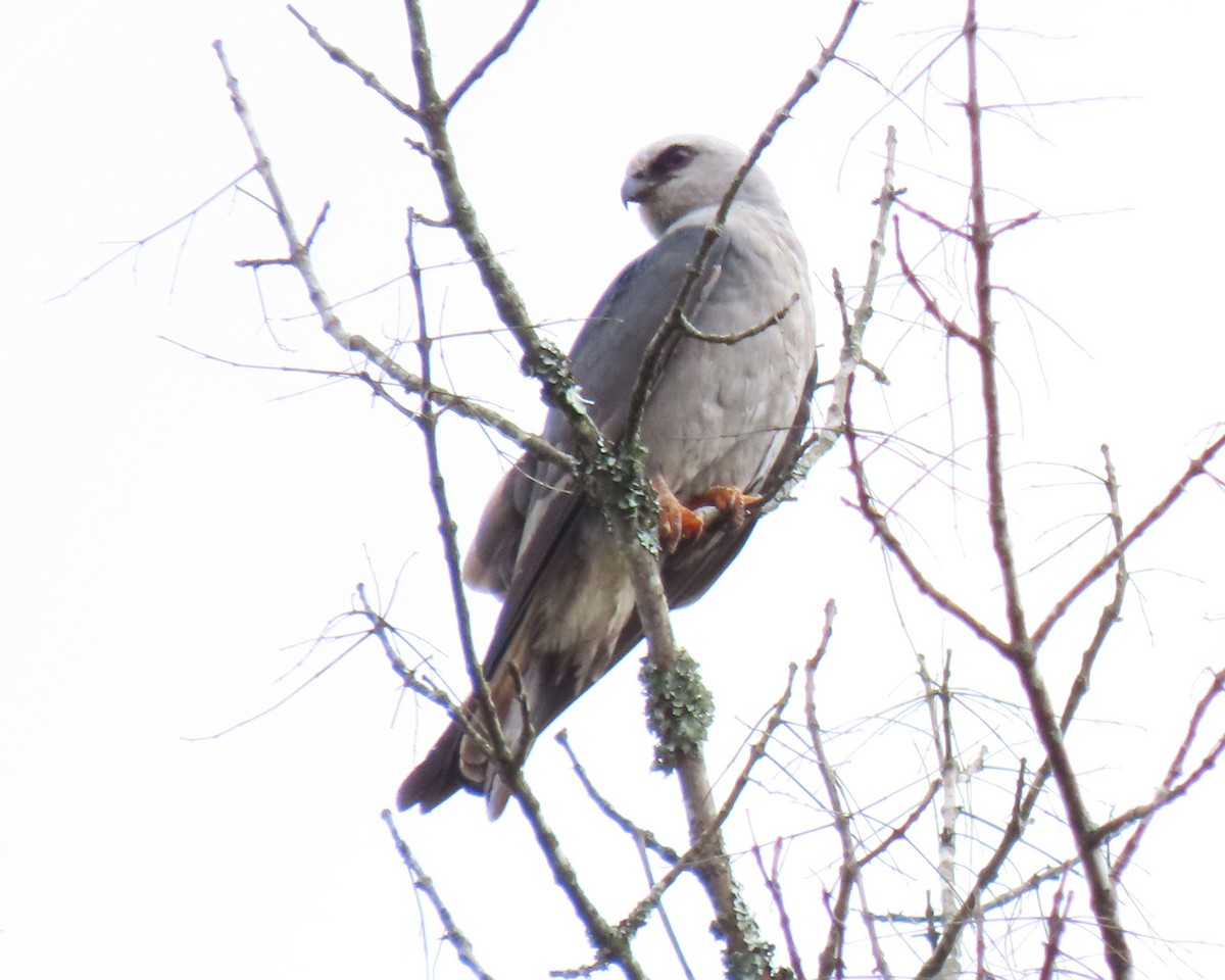 Mississippi Kite - ML258735061