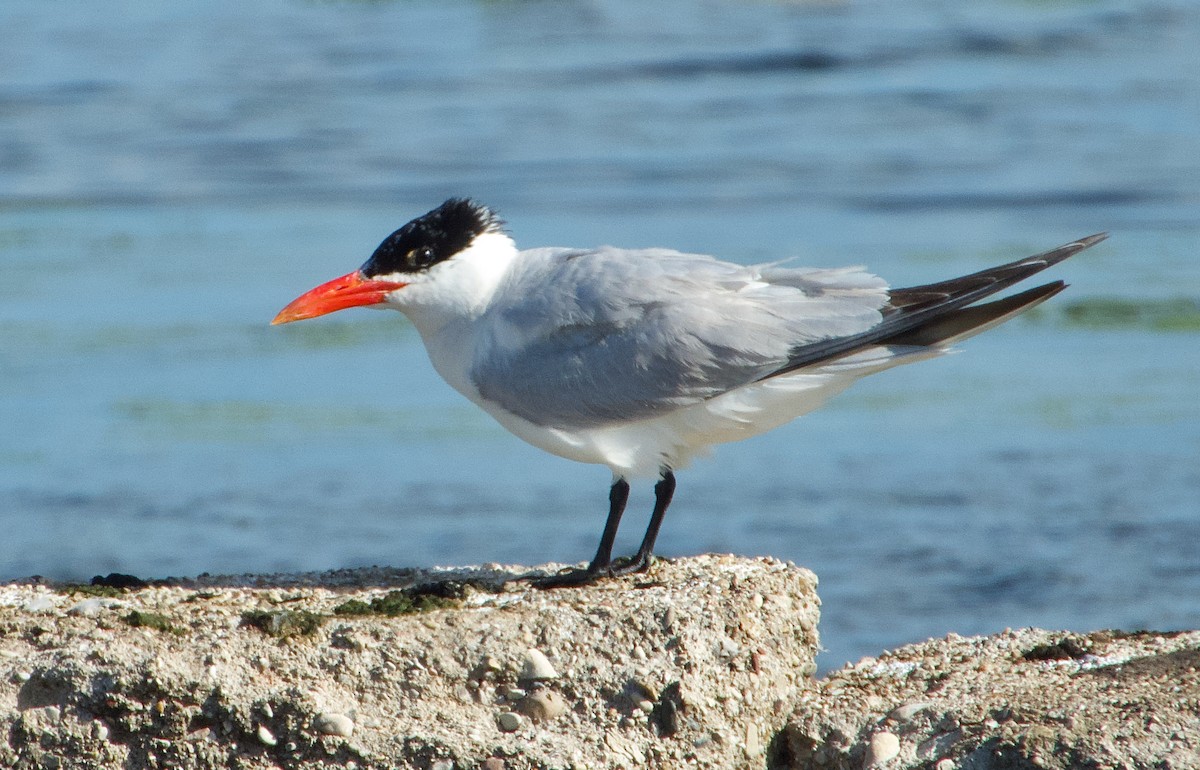 Caspian Tern - ML258738011