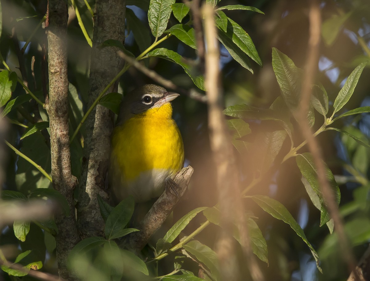 Yellow-breasted Chat - ML258738361