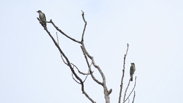 Eastern Wood-Pewee - ML258738611