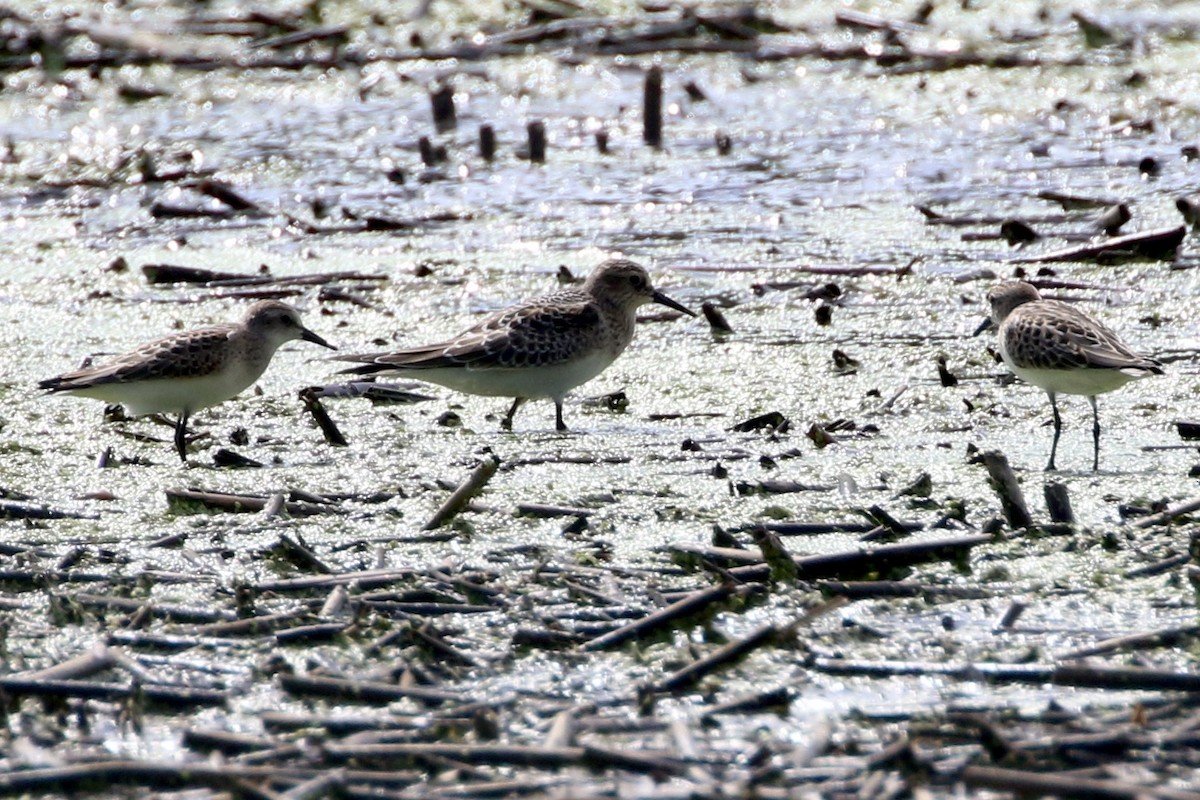 Baird's Sandpiper - Jim Smallwood