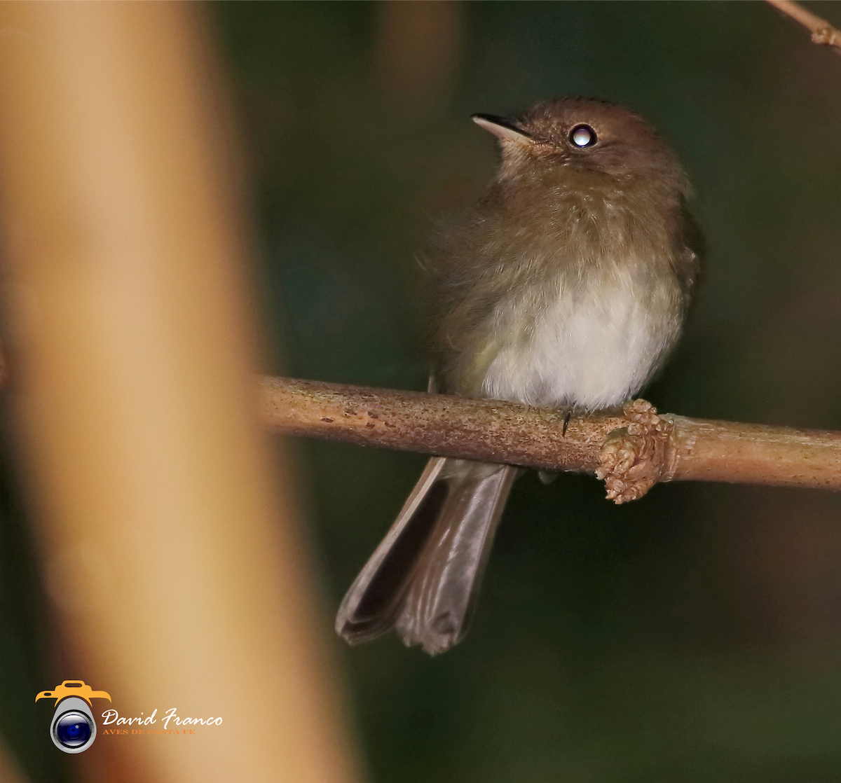 Euler's Flycatcher - ML258741131