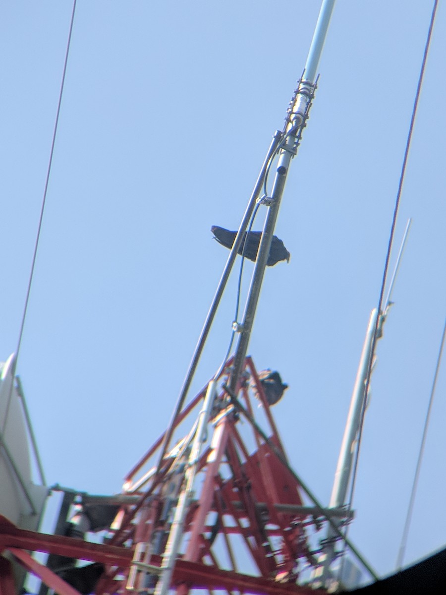 Turkey Vulture - ML258741851