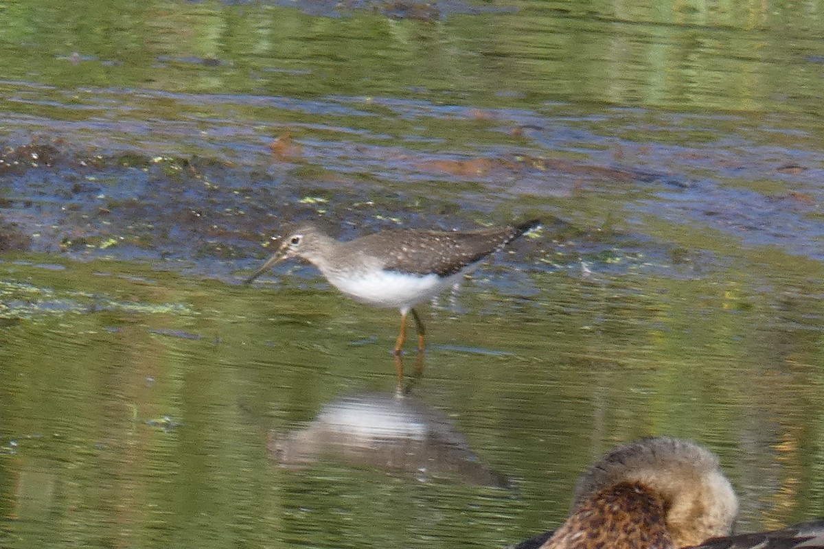 Solitary Sandpiper - ML258742991