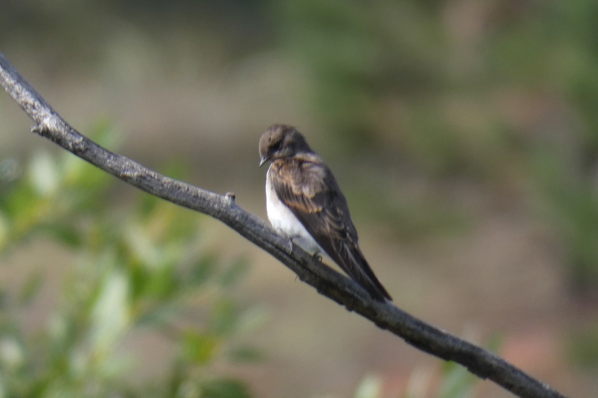 Northern Rough-winged Swallow - ML258743221