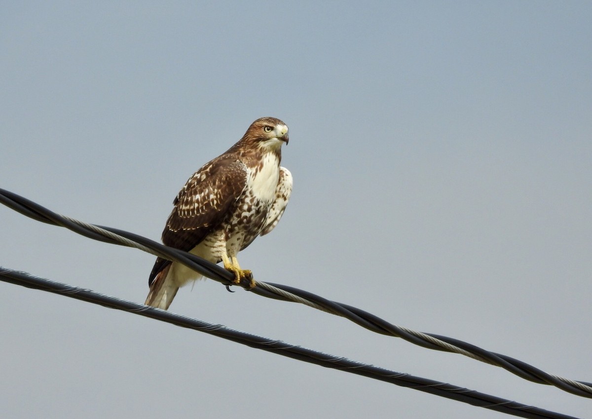 Red-tailed Hawk - ML258743671