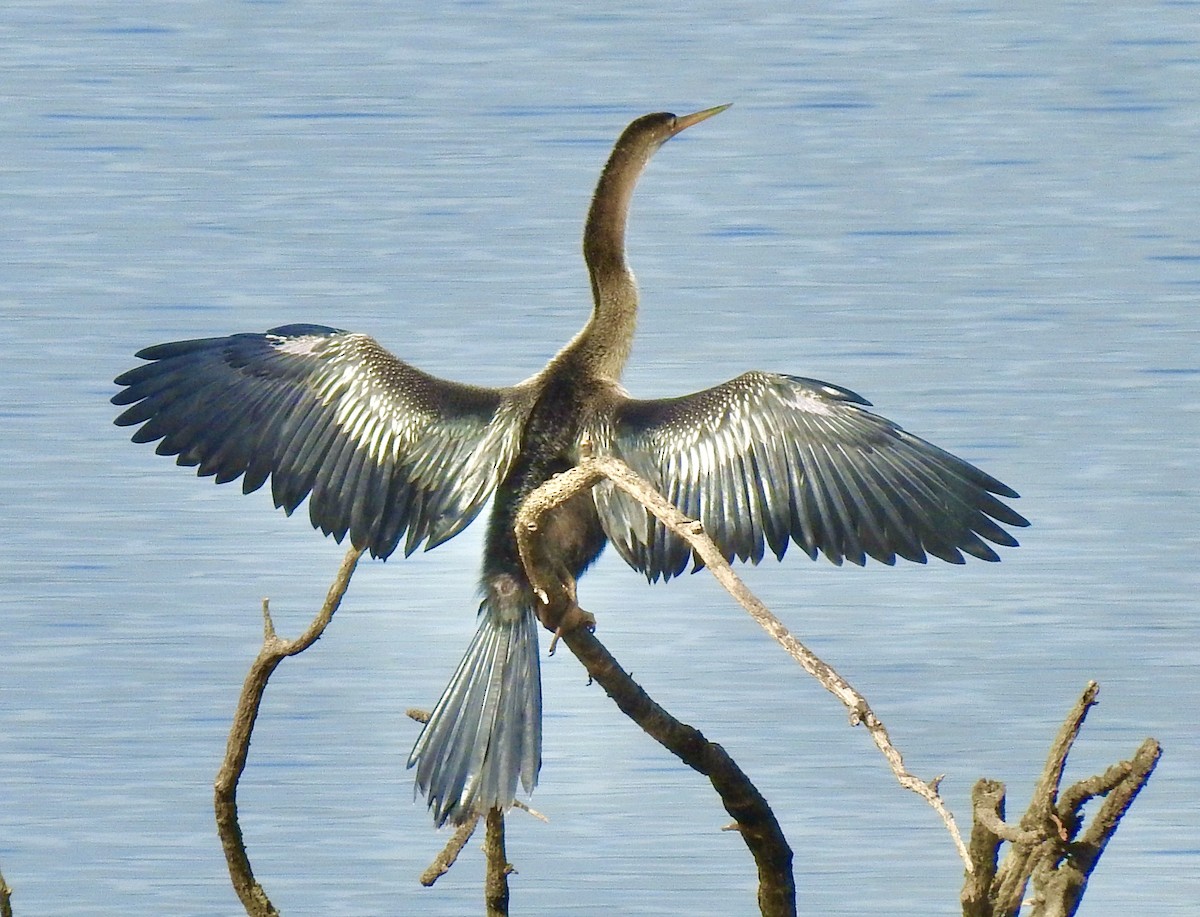 Amerika-Schlangenhalsvogel - ML258743701