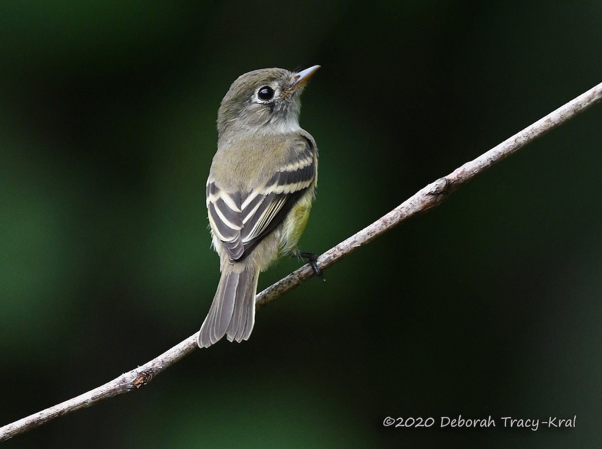 Least Flycatcher - Deborah Kral