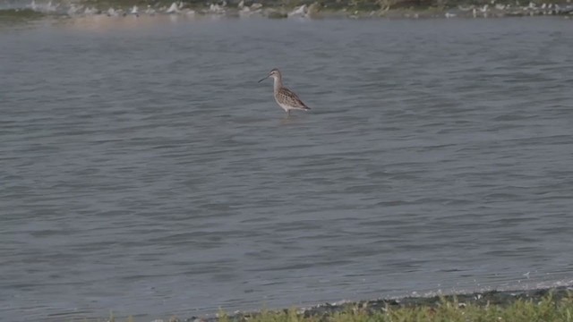 Stilt Sandpiper - ML258748591