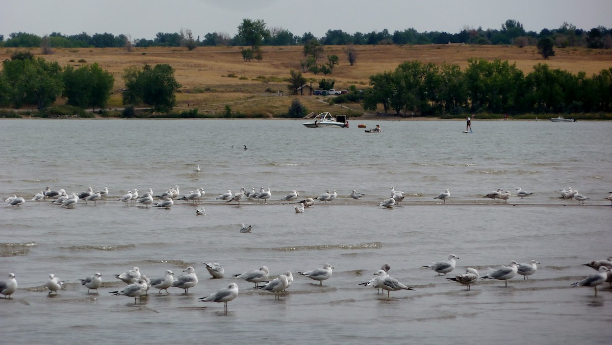 Ring-billed Gull - Mary Burger