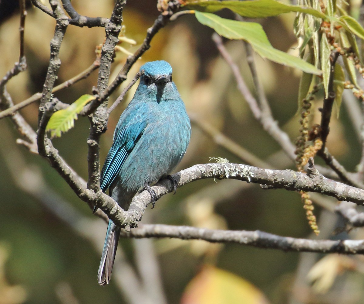 Verditer Flycatcher - ML258750201