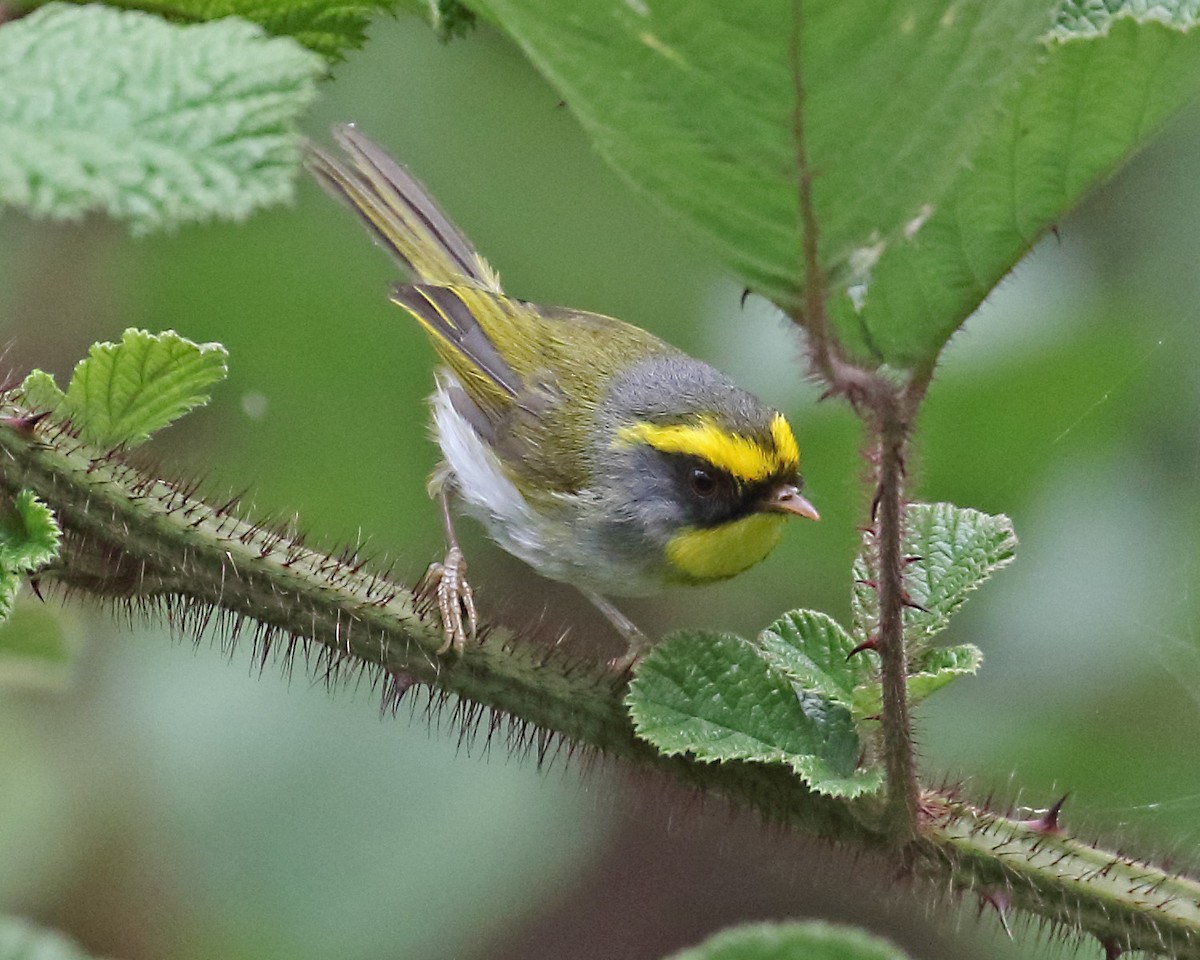 Black-faced Warbler - ML258751211