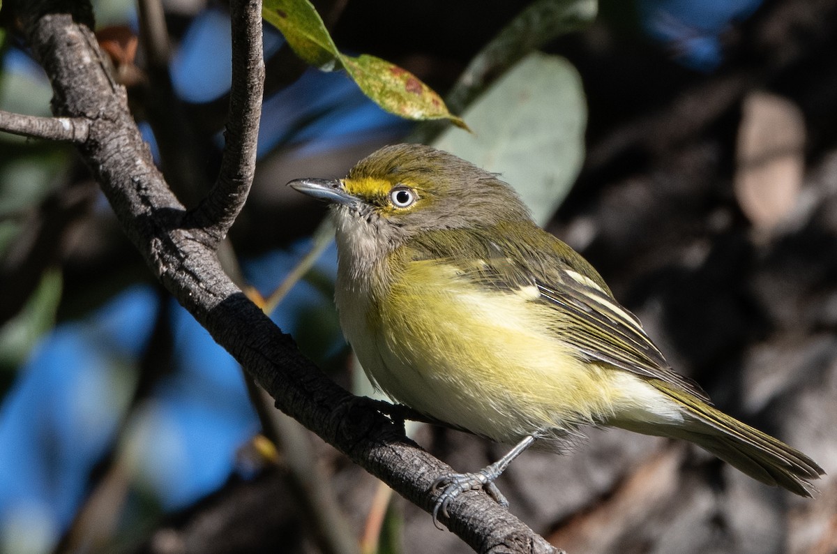 White-eyed Vireo - ML258752521