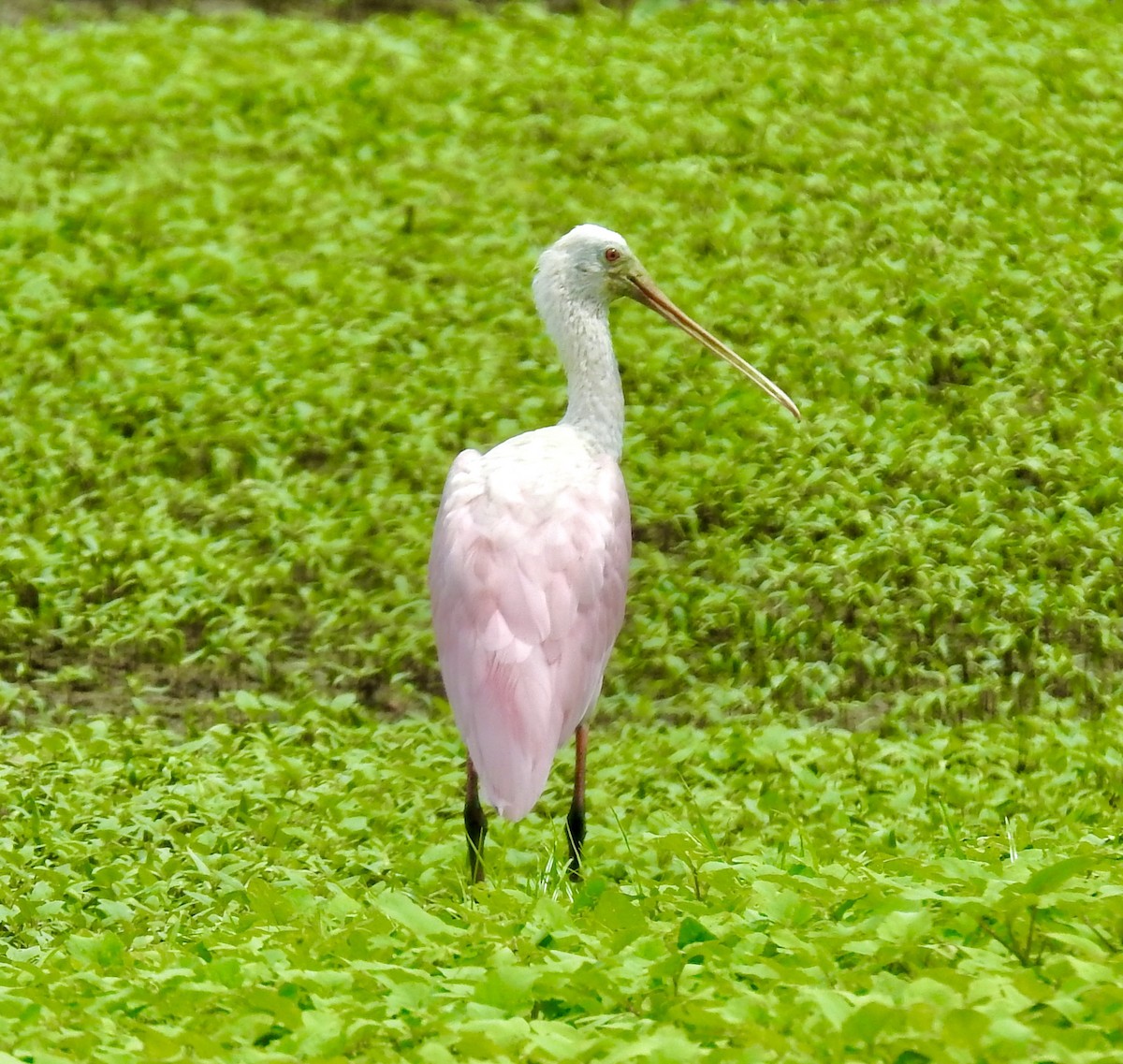 Roseate Spoonbill - ML258753091