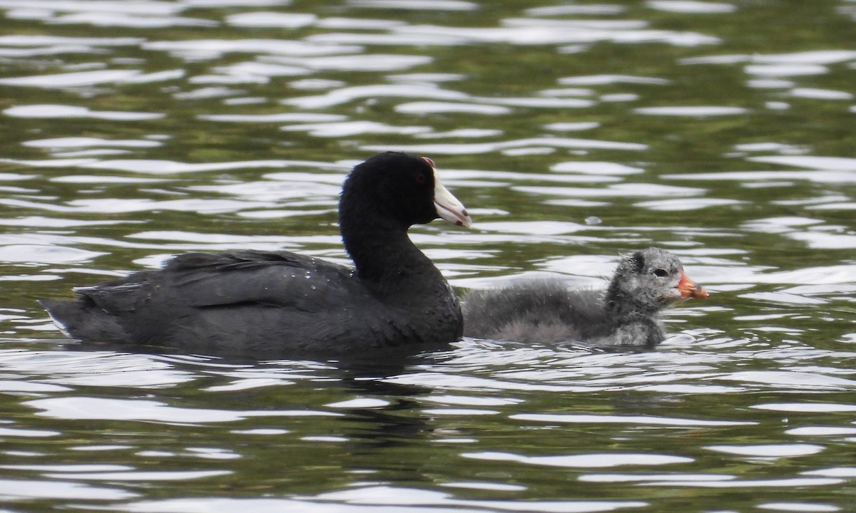 American Coot - grete pasch