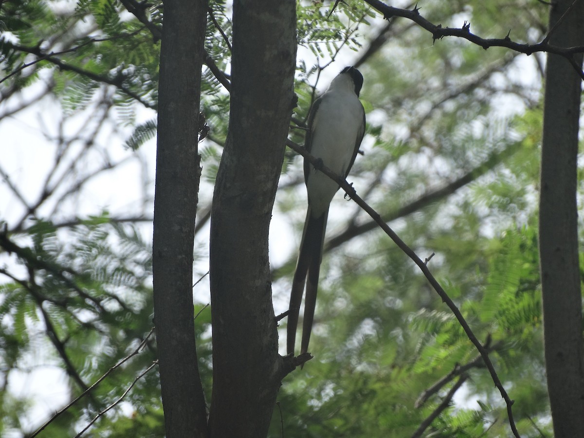 Fork-tailed Flycatcher - Kenrith Carter