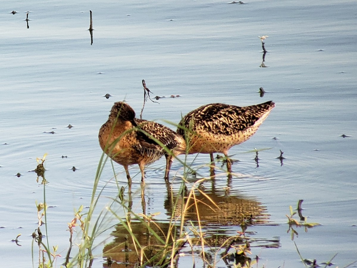 Short-billed Dowitcher - Steve Calver