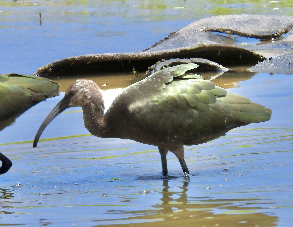ibis hnědý/americký - ML258755421