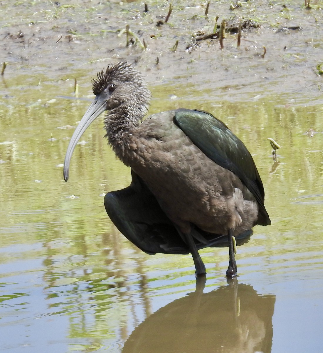 ibis hnědý/americký - ML258755441