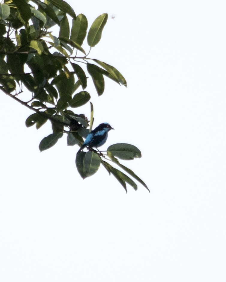 Turquoise Dacnis - ML25875701