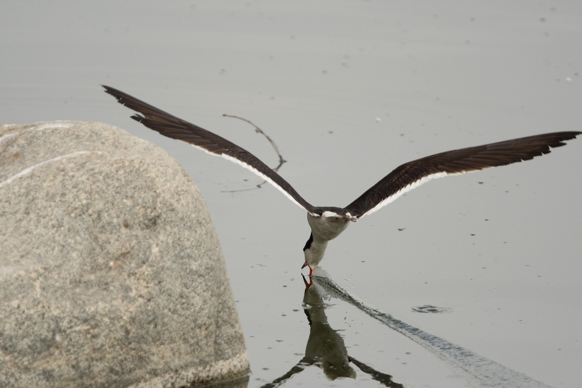 Black Skimmer - ML258757721